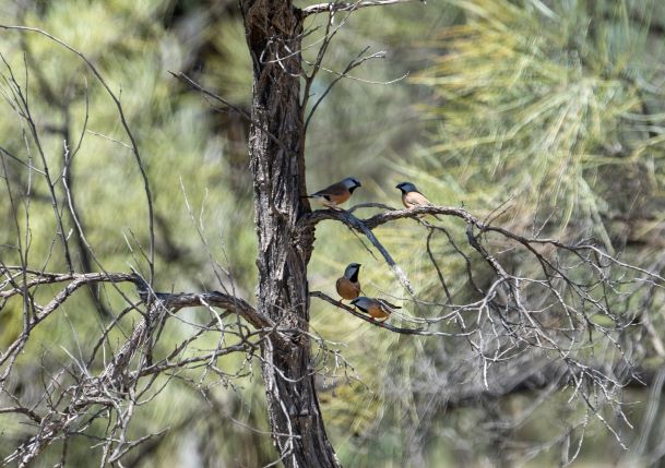 Black-throated finch - Australian Mining Review