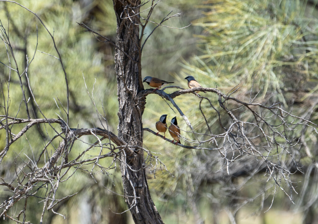 Black-throated Finches at the Carmichael mine.