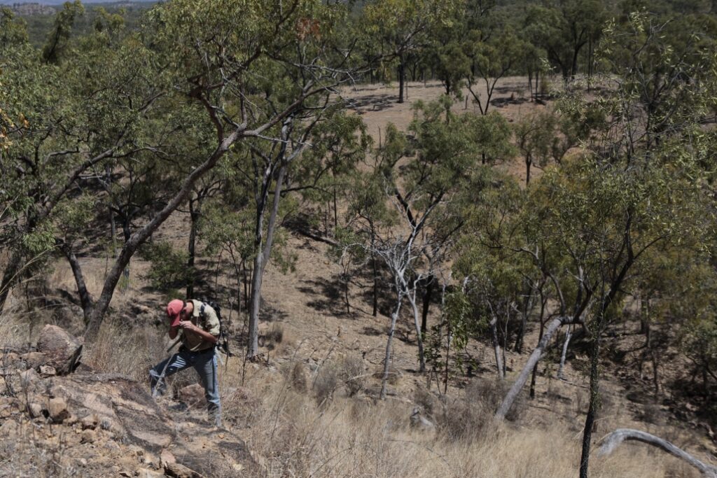 Wallaroo prospect in Queensland.