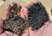 Dense media separation produces up to 31.8% manganese concentrate (Image source: Black Canyon) DMS separated material from KR1 showing beneficiated manganese ore on the right and waste on the left.