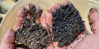 Dense media separation produces up to 31.8% manganese concentrate (Image source: Black Canyon) DMS separated material from KR1 showing beneficiated manganese ore on the right and waste on the left.