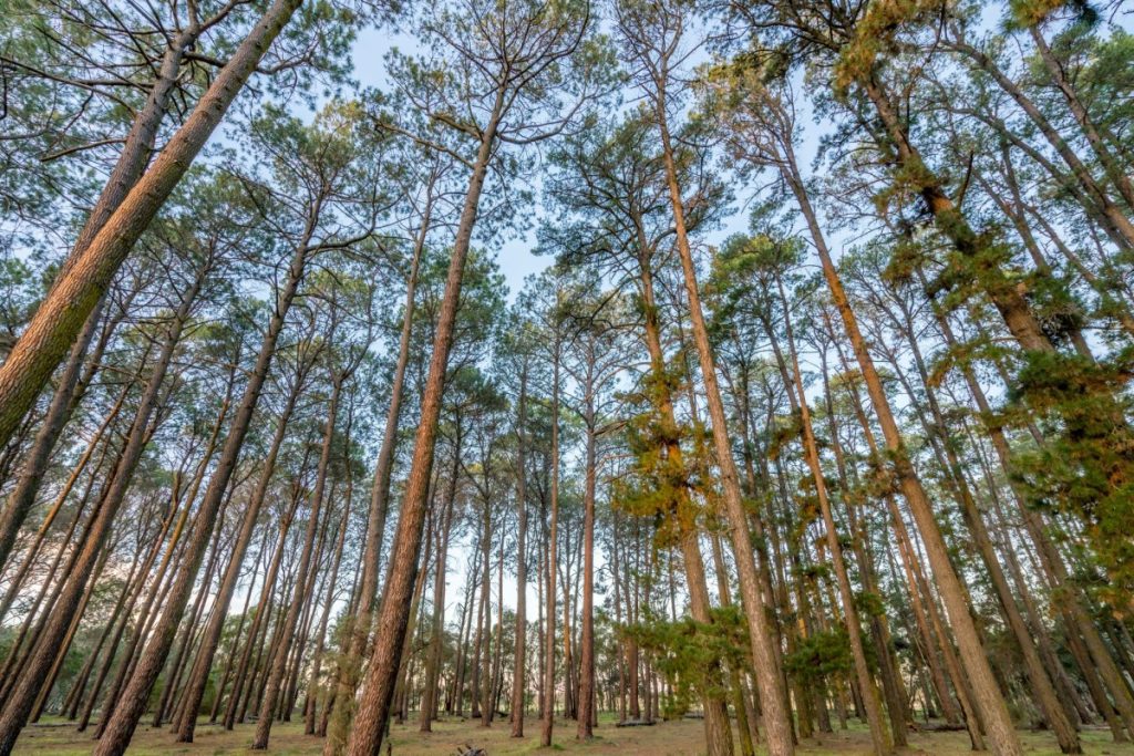 Tuart forest in the southwest region of WA. Companies with operations around there include Iluka Resources, Alcoa and South32.