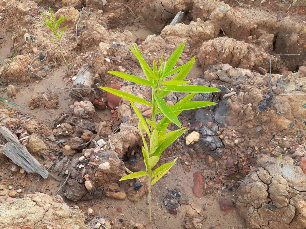 ERA has held the licence of the Jabiluka site since 1991, but no mine has been developed.