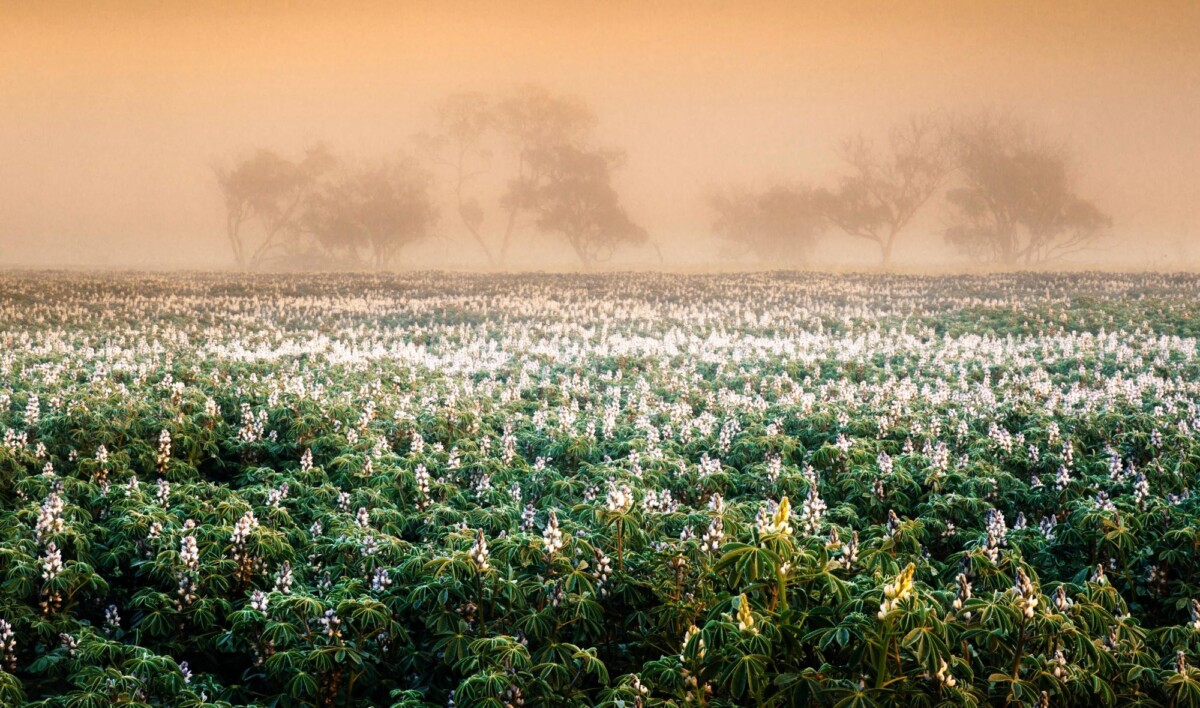 Early morning at Shire of Mingenew, WA.