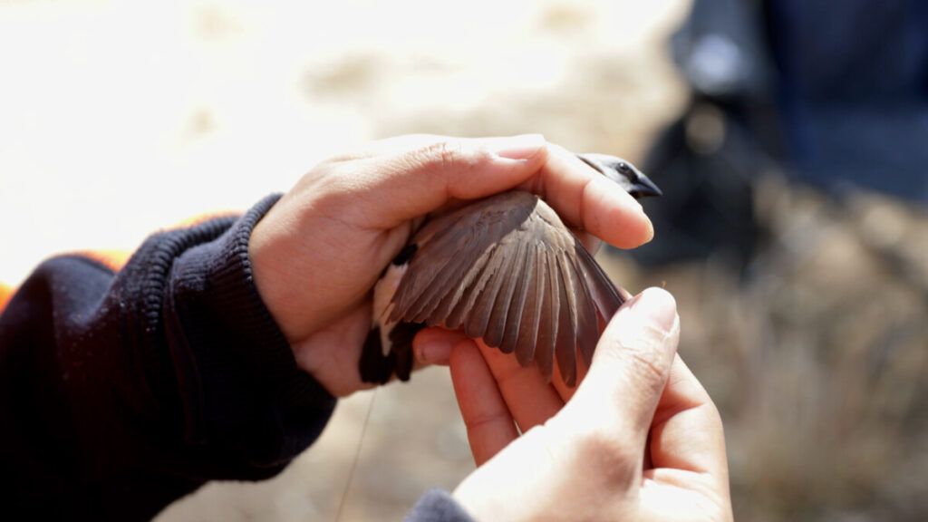 (Image source: Bravus Mining and Resources) The high-tech research project between Bravus Mining and Resources and Queensland scientists has created a new model to uncover the secrets of rare bird species.