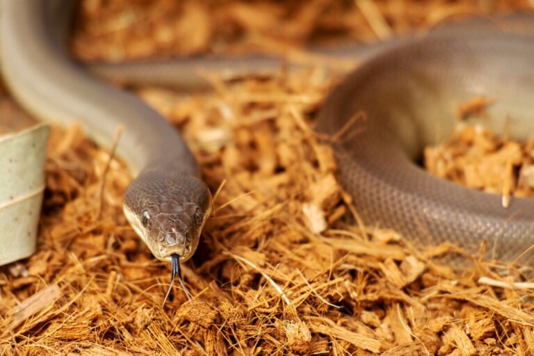 Close up of an olive python snake. The Curtin University eDNA program includes projects monitoring the endangered Pilbara olive python in WA.