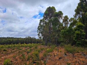 A young rehabilitation site with clear contour ripping, next to a more mature rehabilitation site. 