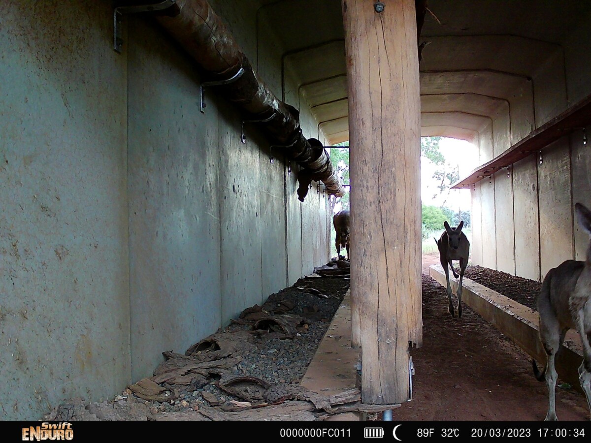 Candid moments of wildlife making use of the fauna-friendly crossings along the Carmichael Rail Network.