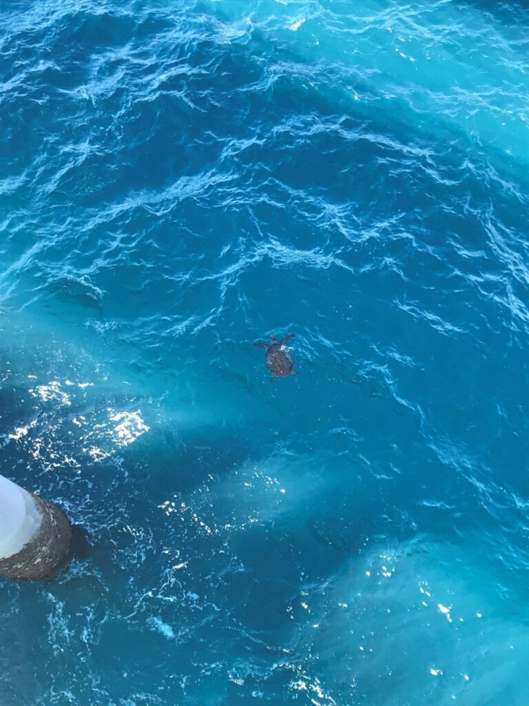 The greater Port of Abbot Point area is home to green and flatback sea turtles. 