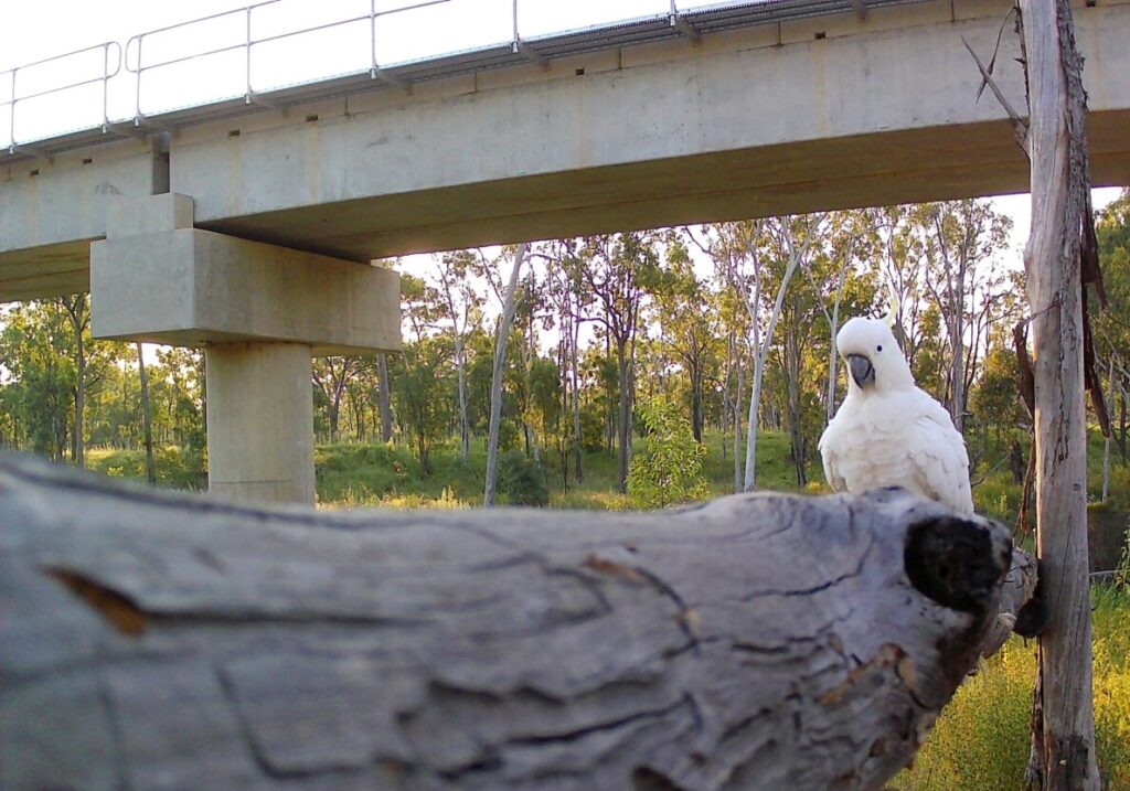 (Image source: Bravus Mining and Resources) Candid moments of wildlife making use of the fauna-friendly crossings along the Carmichael Rail Network.