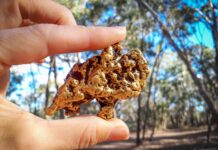 Australian gold’s cat-like reflexes Australian gold’s cat-like reflexes