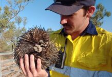 Bravus celebrates award nomination