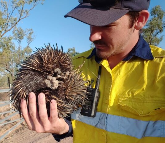 Bravus celebrates award nomination