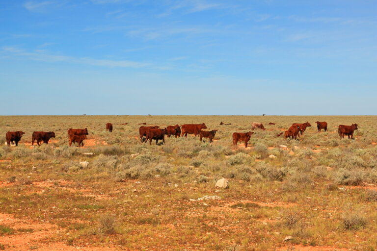 Australian cattle